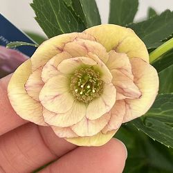 クリスマスローズ：ベーシックダブル26-54／1.5Lポット【現品販売】