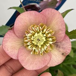 クリスマスローズ：ベーシックダブル（セミダブル）26-57／1.5Lポット【現品販売】