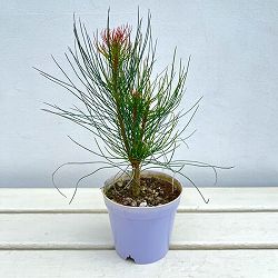 オーラックス：ブロンズヘイズ3.5号ポット