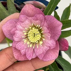 クリスマスローズ：ベーシックダブル26-58／1.5Lポット【現品販売】