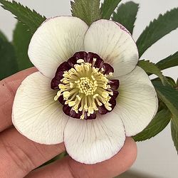 クリスマスローズ：ベーシックダブル（セミダブル）26-60／1.5Lポット【現品販売】