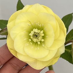 クリスマスローズ：ベーシックダブル26-62／1.5Lポット【現品販売】