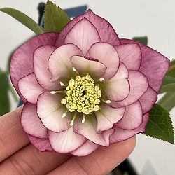 クリスマスローズ：ベーシックダブル26-63／1.5Lポット【現品販売】