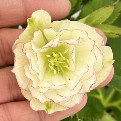 クリスマスローズ：ベーシックダブル26-66／1.5Lポット【現品販売】