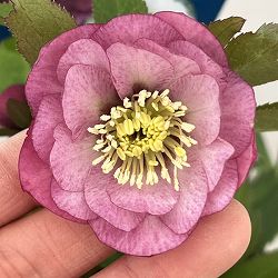 クリスマスローズ：ベーシックダブル26-69／1.5Lポット【現品販売】