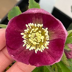 クリスマスローズ：セレクトシングル26-14／1.5Lポット【現品販売】