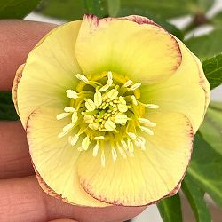 クリスマスローズ：セレクトシングル26-15／1.5Lポット【現品販売】