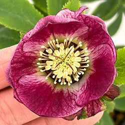 クリスマスローズ：セレクトシングル26-16／1.5Lポット【現品販売】