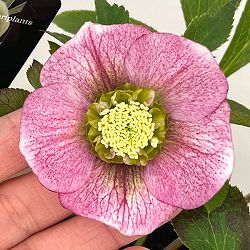 クリスマスローズ：セレクトシングル26-17／1.5Lポット【現品販売】