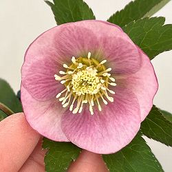 クリスマスローズ：セレクトシングル26-18／1.5Lポット【現品販売】