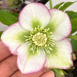 クリスマスローズ：セレクトシングル26-21／1.5Lポット【現品販売】