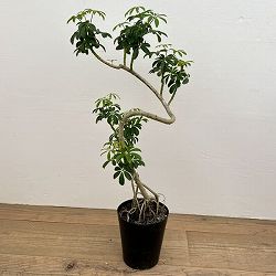 シェフレラ：コンパクタ（根上り）　6号鉢植え*