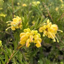 グレビレア：イエロードロップ（シダレ仕立て）4号鉢植え