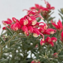 グレビレア：ジェリーベイビー4号鉢植え