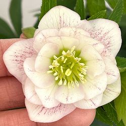 クリスマスローズ：セレクトダブル26-40／1.5Lポット【現品販売】