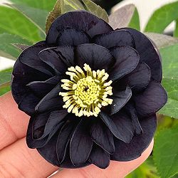 クリスマスローズ：セレクトダブル26-41／1.5Lポット【現品販売】