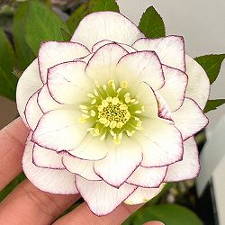 クリスマスローズ：セレクトダブル26-44／1.5Lポット【現品販売】