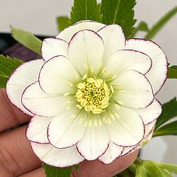 クリスマスローズ：セレクトダブル26-46／1.5Lポット【現品販売】