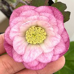 クリスマスローズ：セレクトダブル26-47／1.5Lポット【現品販売】