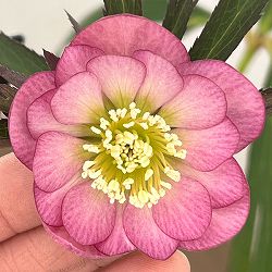 クリスマスローズ：セレクトダブル26-48／1.5Lポット【現品販売】