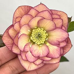 クリスマスローズ：セレクトダブル26-49／1.5Lポット【現品販売】