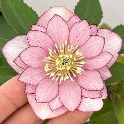 クリスマスローズ：セレクトダブル26-51／1.5Lポット【現品販売】