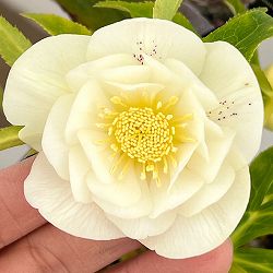 クリスマスローズ：セレクトダブル26-52／1.5Lポット【現品販売】