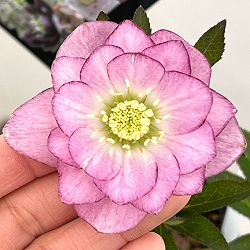 クリスマスローズ：セレクトダブル26-54／1.5Lポット【現品販売】