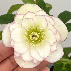 クリスマスローズ：セレクトダブル26-55／1.5Lポット【現品販売】