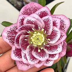 クリスマスローズ：セレクトダブル26-59／1.5Lポット【現品販売】