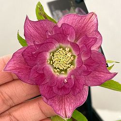 クリスマスローズ：セレクトダブル26-60／1.5Lポット【現品販売】