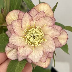 クリスマスローズ：セレクトダブル26-63／1.5Lポット【現品販売】