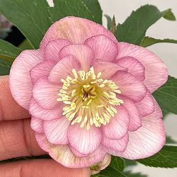 クリスマスローズ：セレクトダブル26-65／1.5Lポット【現品販売】