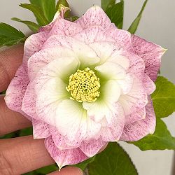 クリスマスローズ：セレクトダブル26-66／1.5Lポット【現品販売】