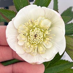 クリスマスローズ：セレクトセミダブル26-17・静（シズカ）／1.5Lポット【現品販売】