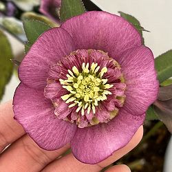 クリスマスローズ：セレクトセミダブル26-19・レフレール系／1.5Lポット【現品販売】