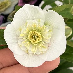 クリスマスローズ：セレクトセミダブル26-21／1.5Lポット【現品販売】