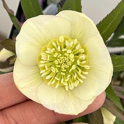 クリスマスローズ：セレクトセミダブル26-23／1.5Lポット【現品販売】