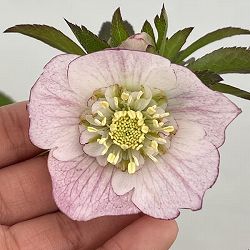 クリスマスローズ：セレクトセミダブル26-24／1.5Lポット【現品販売】