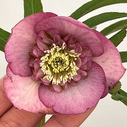 クリスマスローズ：セレクトセミダブル26-29／1.5Lポット【現品販売】