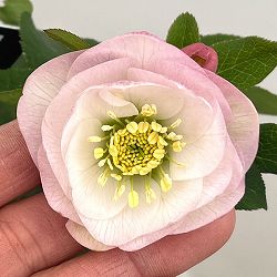 クリスマスローズ：スウィングダブル26-07／1.5Lポット【現品販売】