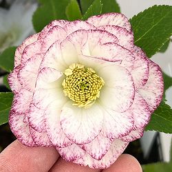 クリスマスローズ：スウィングダブル26-10／1.5Lポット【現品販売】