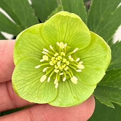 クリスマスローズ：スウィングシングル26-04／1.5Lポット【現品販売】