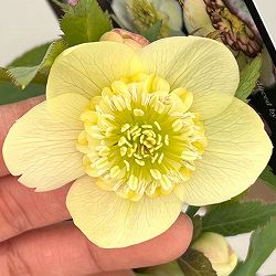 クリスマスローズ：セレクトセミダブル26-32／1.5Lポット【現品販売】