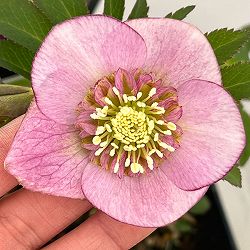 クリスマスローズ：セレクトセミダブル26-34／1.5Lポット【現品販売】