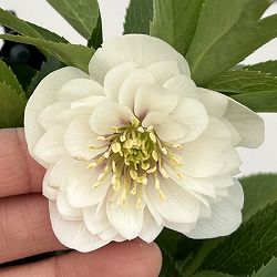 クリスマスローズ：セレクトダブル26-69・静（シズカ）／1.5Lポット【現品販売】