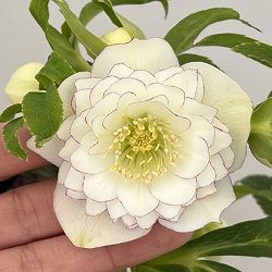 クリスマスローズ：セレクトダブル26-70・多弁／1.5Lポット【現品販売】