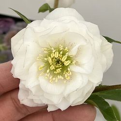 クリスマスローズ：セレクトダブル26-71・多弁／1.5Lポット【現品販売】