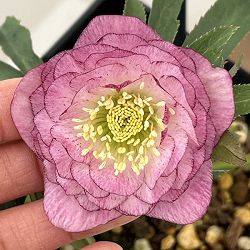 クリスマスローズ：セレクトダブル26-72・多弁／1.5Lポット【現品販売】