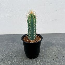 サボテン：ピロソケレウス　アゼレウス　3号鉢植え